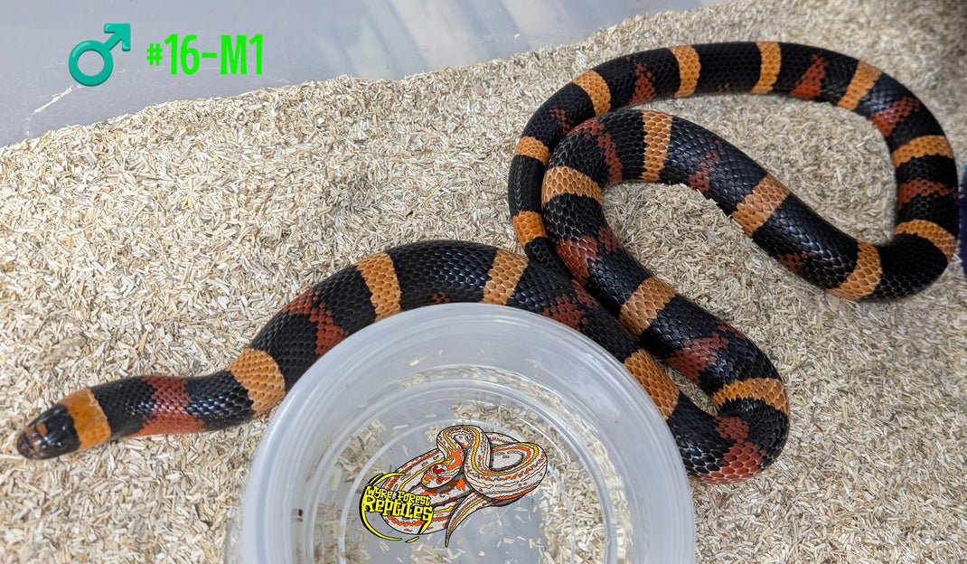 Curated visual reference: Fresh Look at Milk Snakes Adults Wyre Forest Reptiles