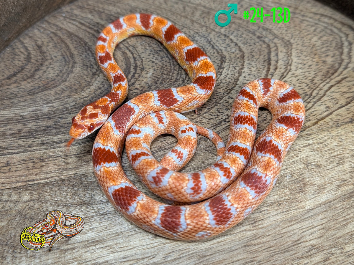 Visual Reference: Corn Snake Yearlings Wyre Forest Reptiles