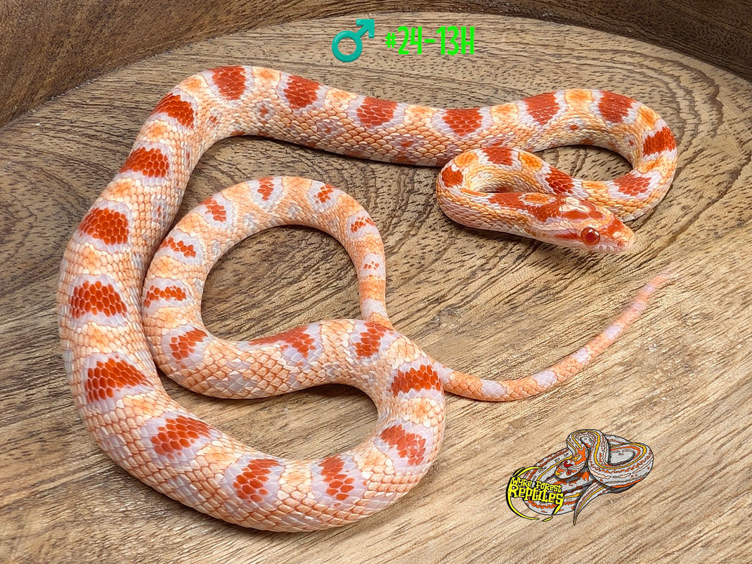 Image showcasing Corn Snake Yearlings - Wyre Forest Reptiles - Husbandry