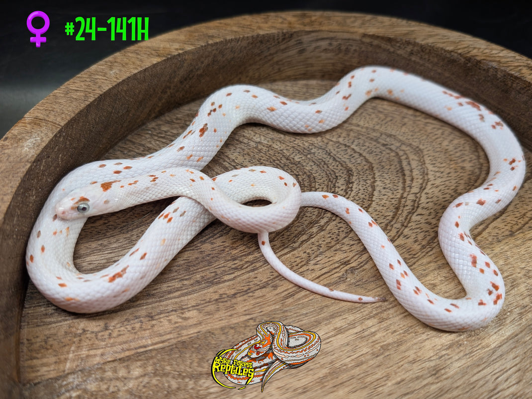 Beautiful view of Corn Snake Husbandry Guidelines