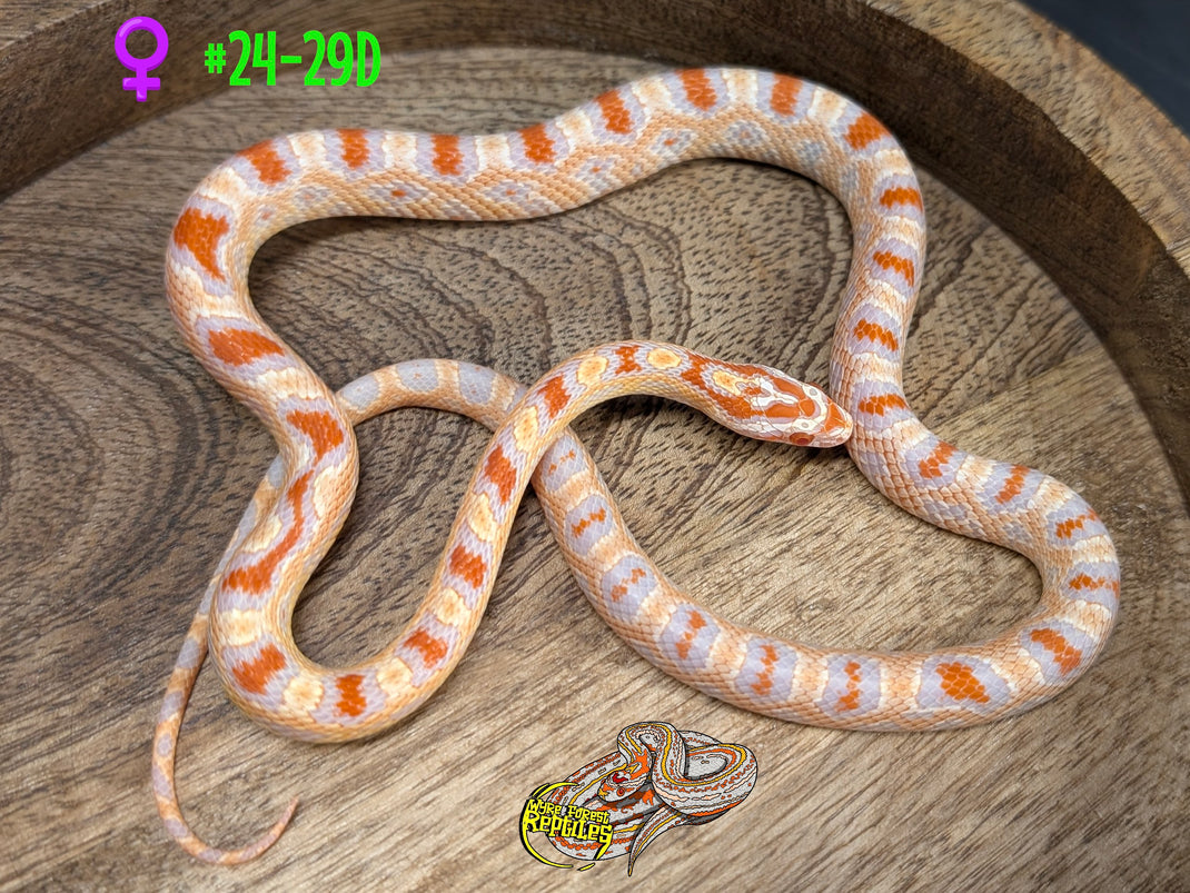 Corn Snake Yearlings - Wyre Forest Reptiles - Husbandry