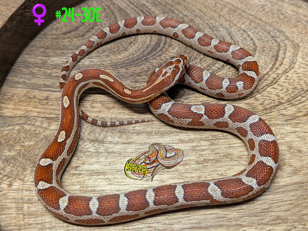 Stunning Corn Snake Husbandry Guidelines image
