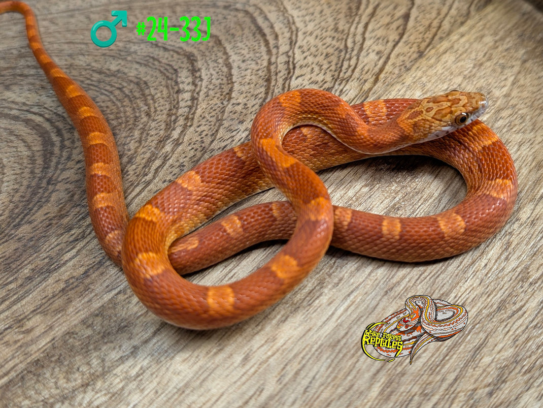 Picture of Corn Snake Yearlings - Wyre Forest Reptiles - Husbandry