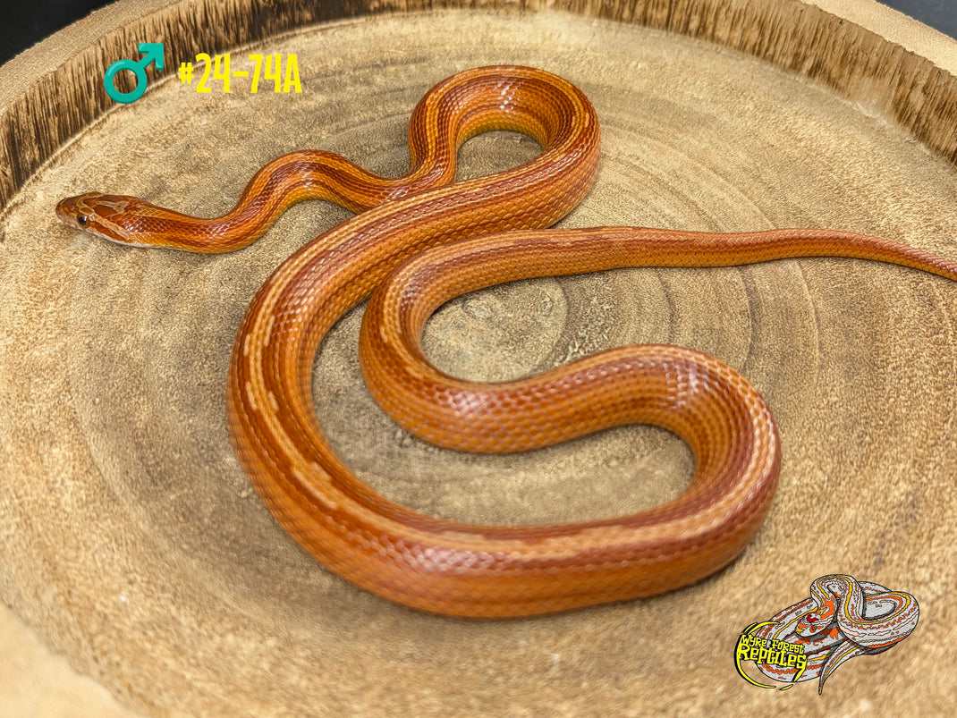 Corn Snake Yearlings - Wyre Forest Reptiles - Husbandry - Corn Snake Husbandry Guidelines