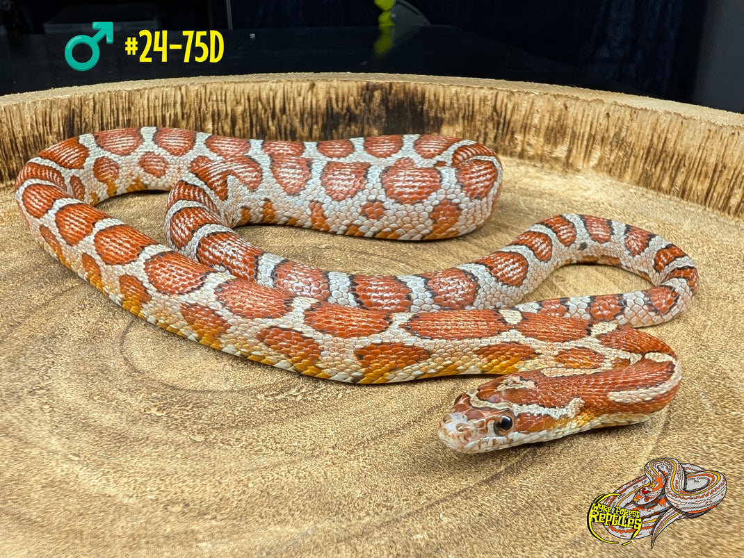 Corn Snake Yearlings - Wyre Forest Reptiles - Husbandry