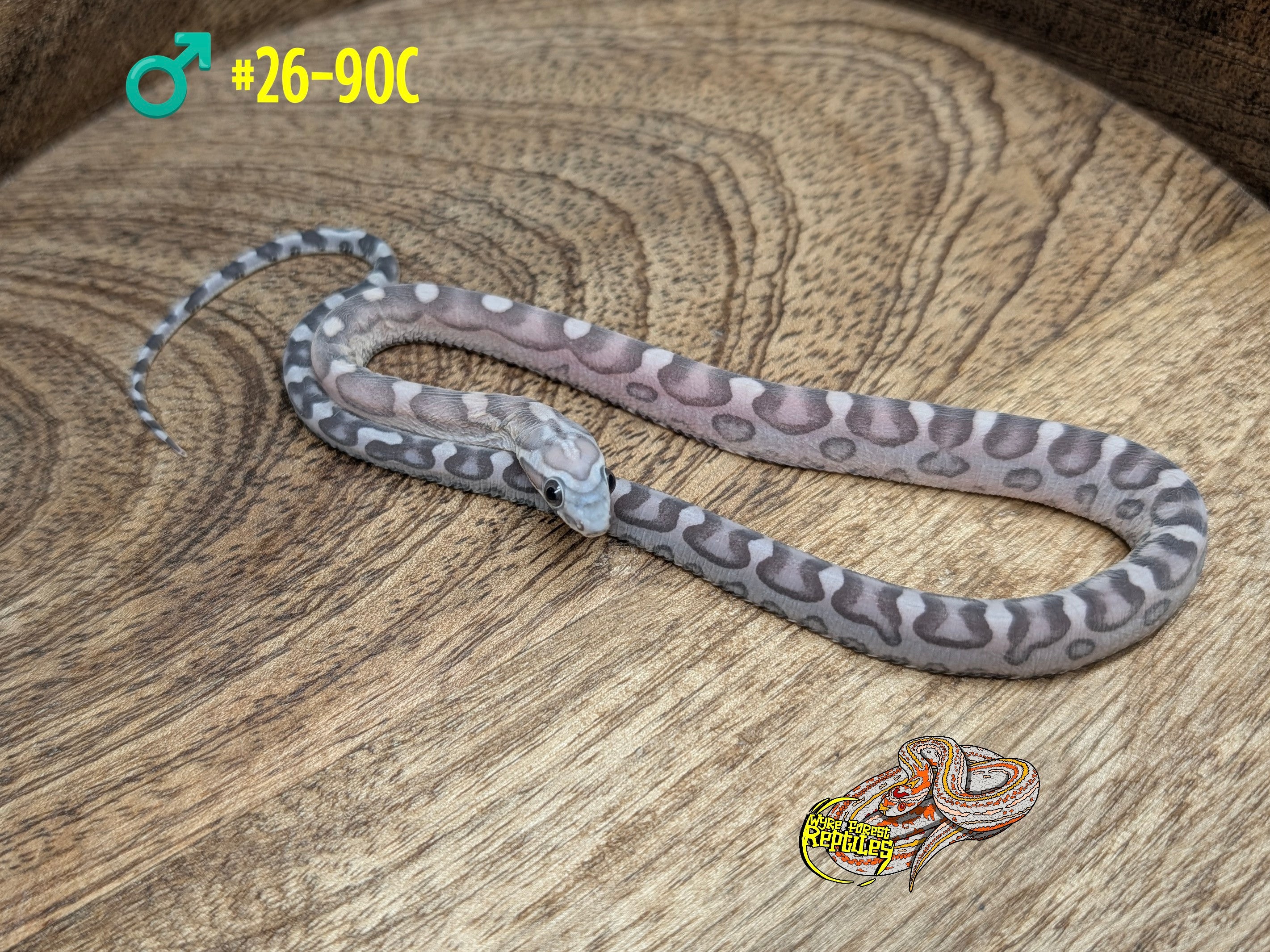 Clutch 90 – Wyre Forest Reptiles - Husbandry