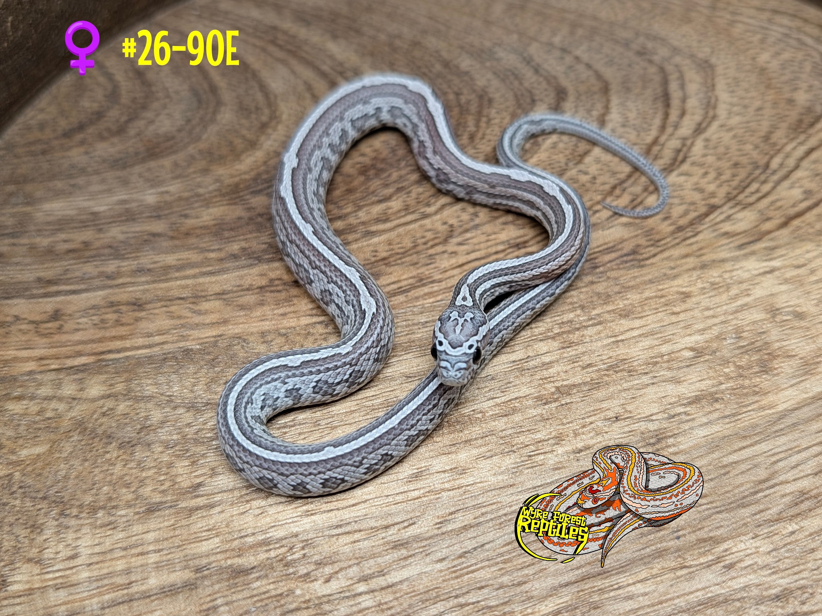 Clutch 90 – Wyre Forest Reptiles - Husbandry