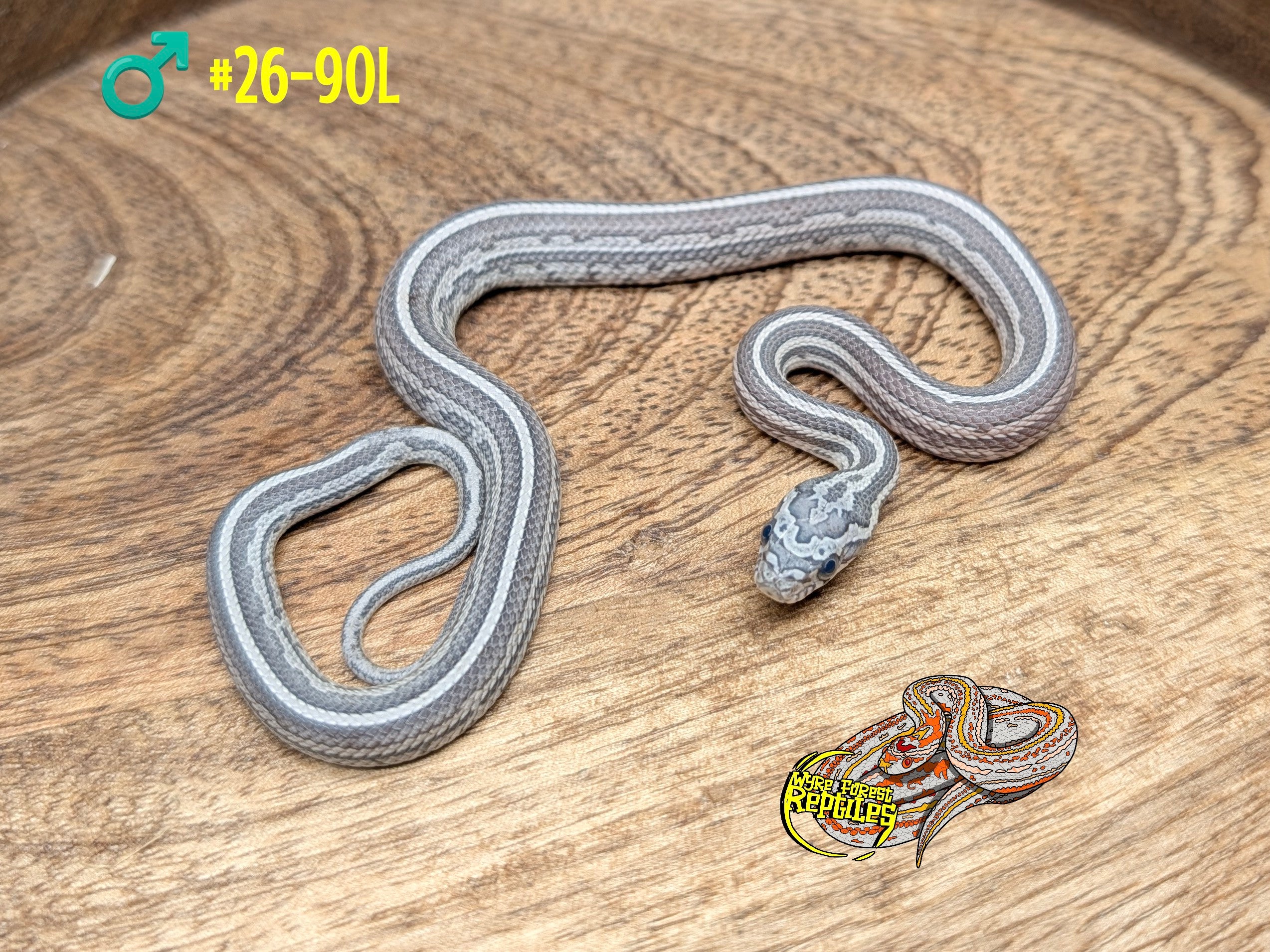 Clutch 90 – Wyre Forest Reptiles - Husbandry